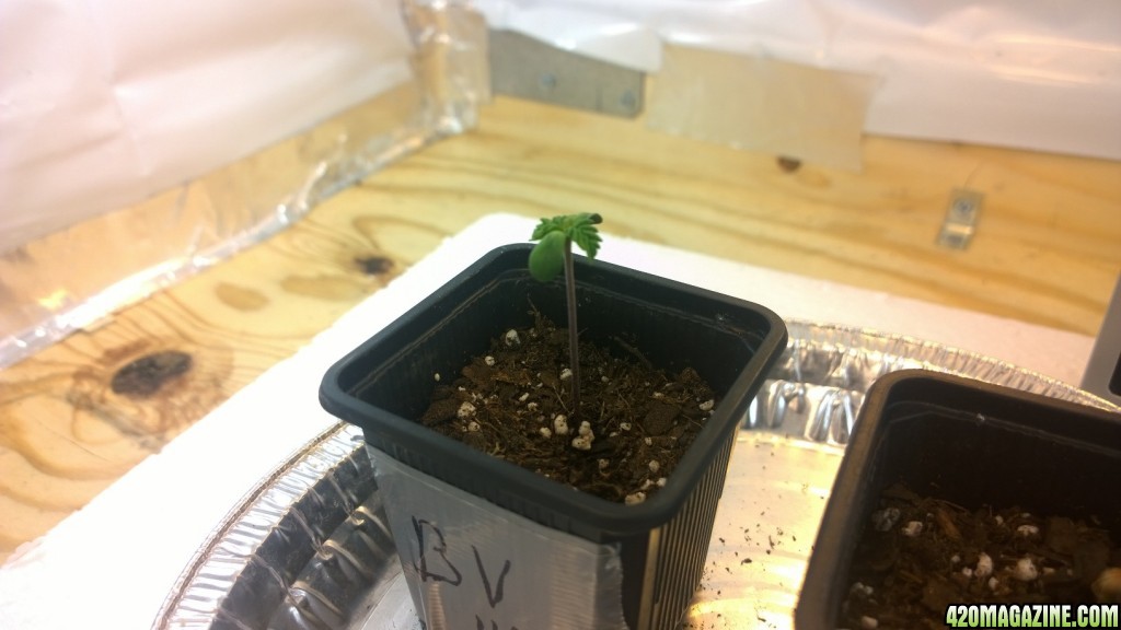 Germination - Seedling