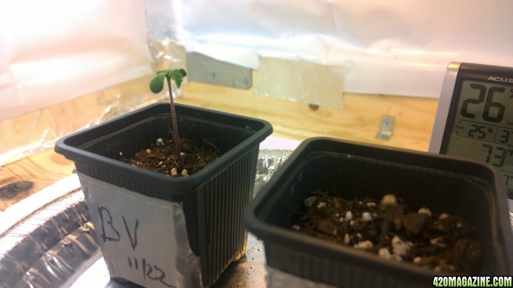 Germination - Seedling