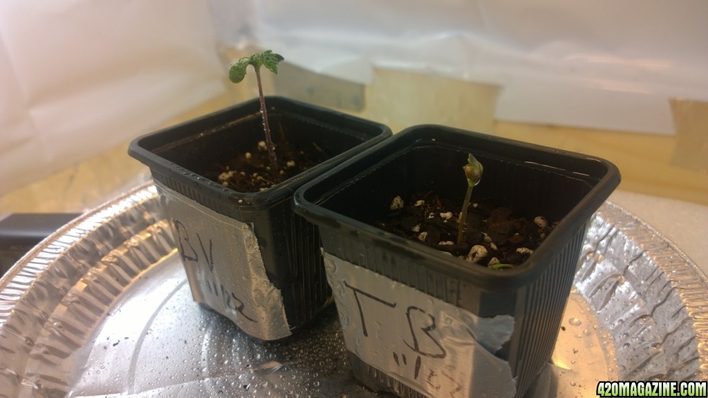 Germination - Seedling