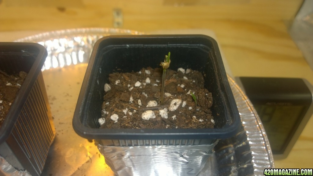 Germination - Seedling