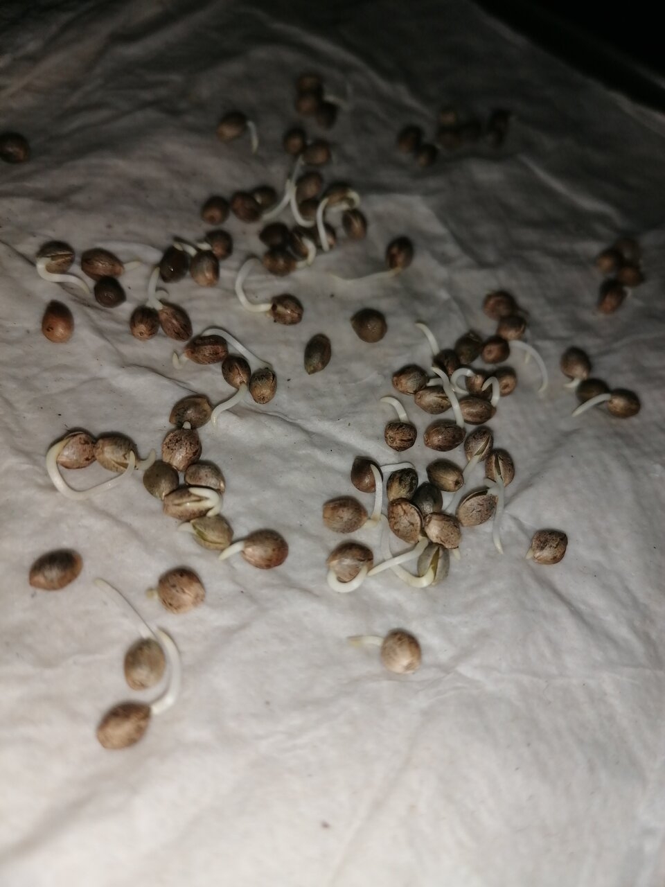 Germination