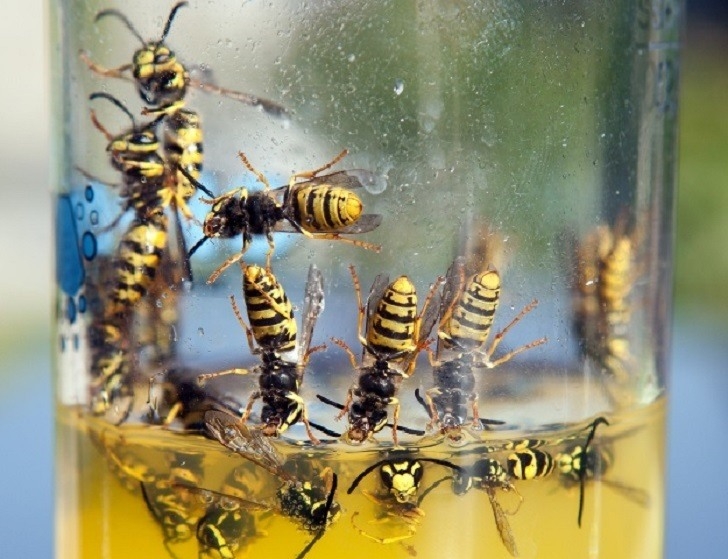 get-rid-of-wasps-large.jpg