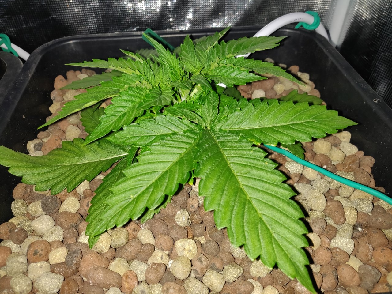 GG 14 days before topping.jpg