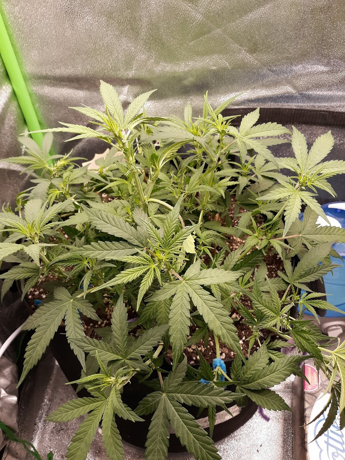 GG#4 day 38.jpg