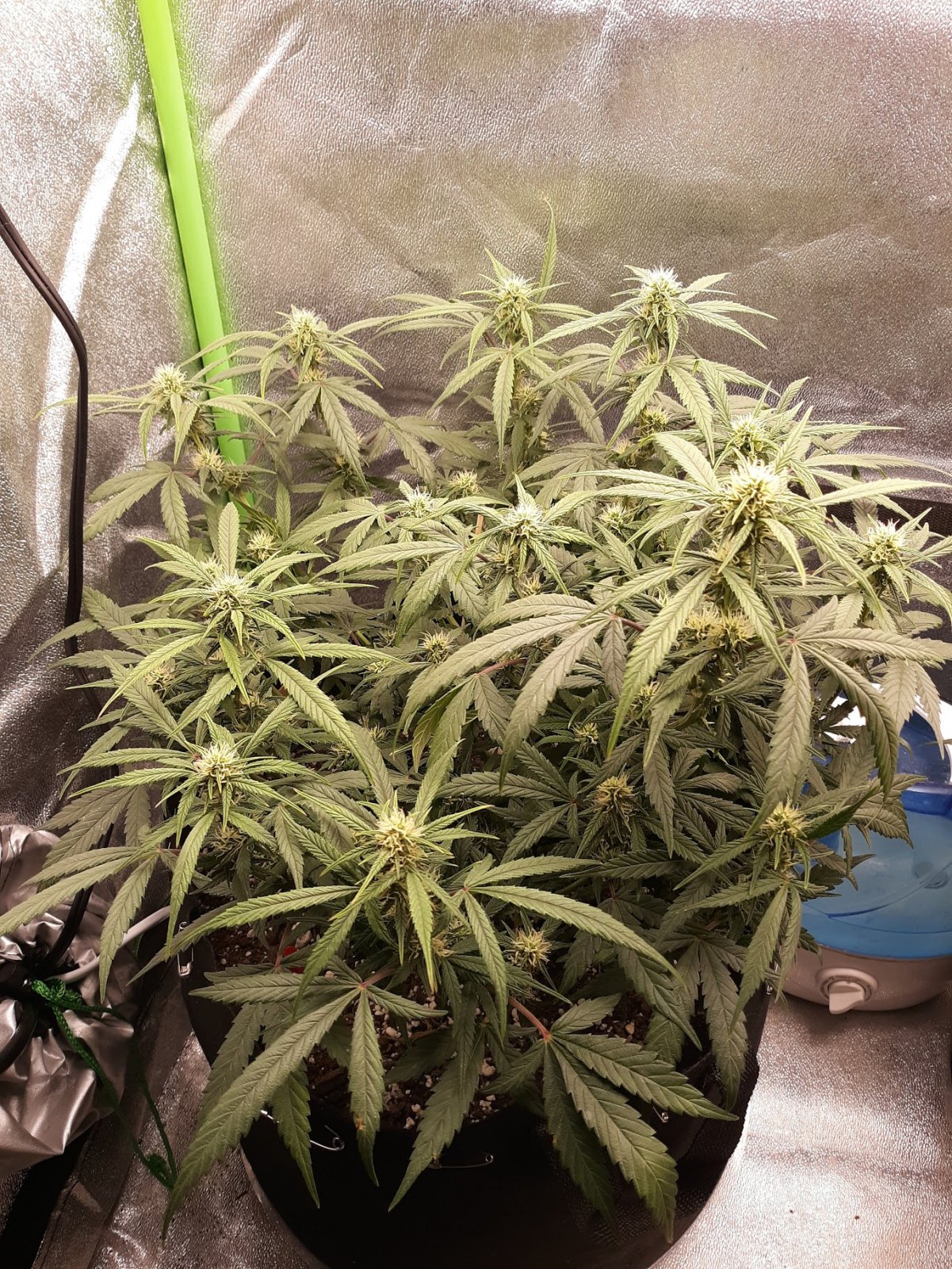 GG#4 day 52.jpg