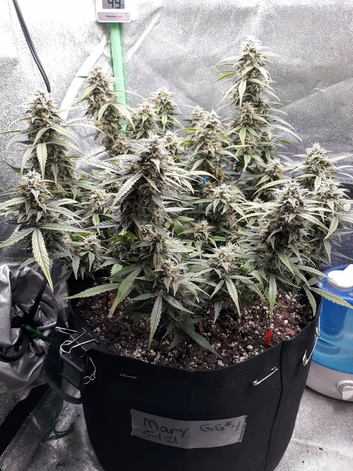 GG#4 day 71.jpg