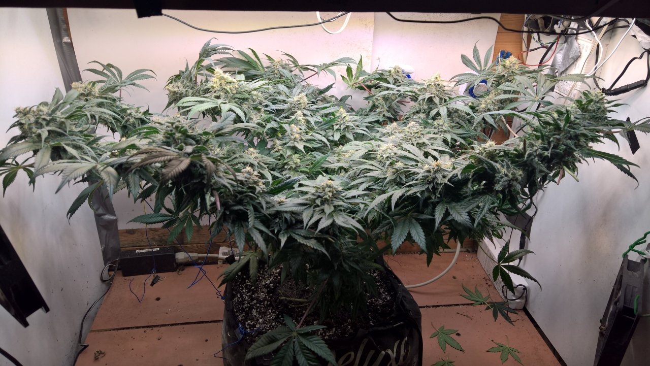 gg#4-wholePlant.jpg