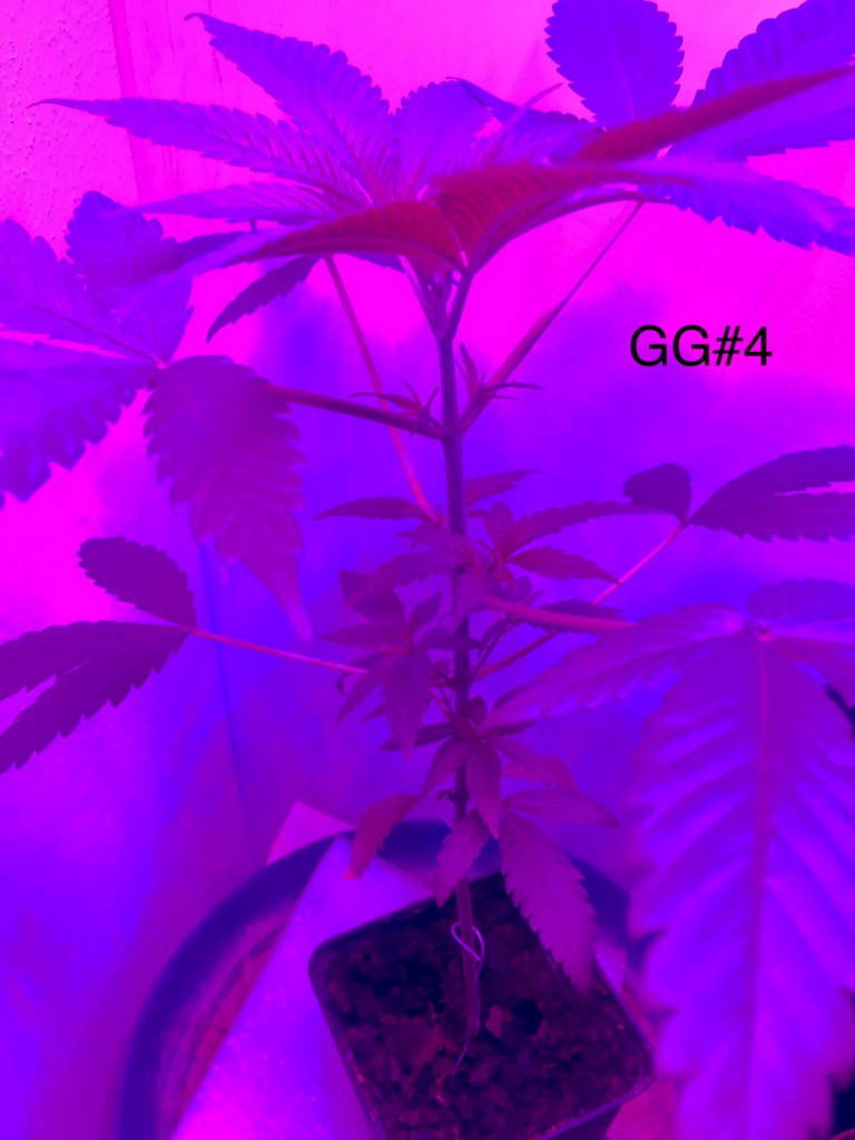 GG#4