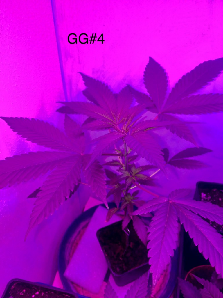 GG#4