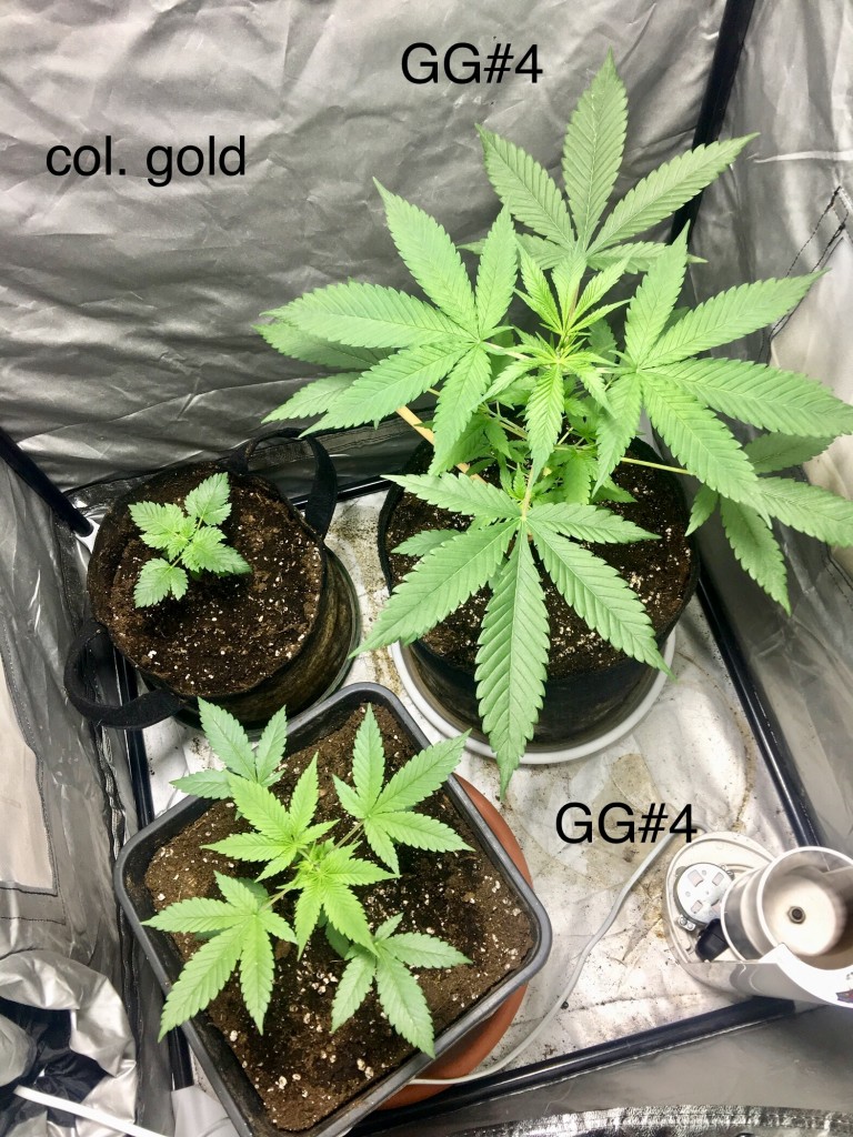 GG#4