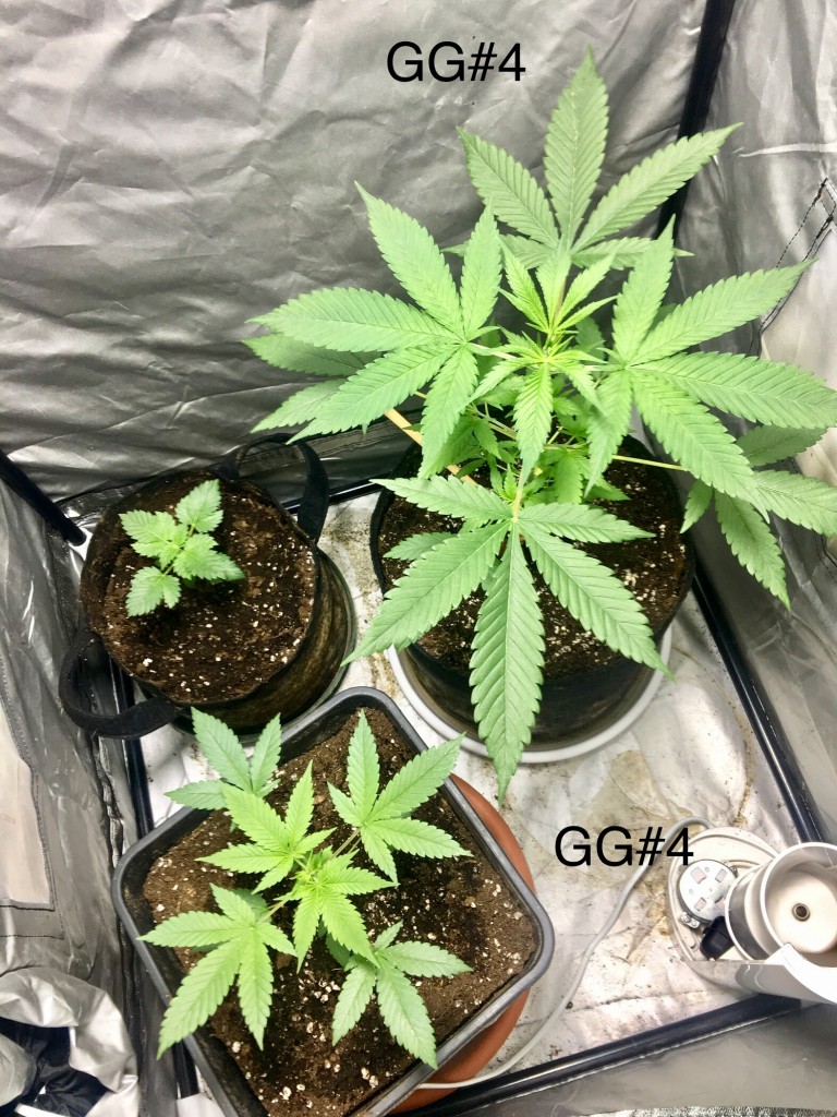 GG#4