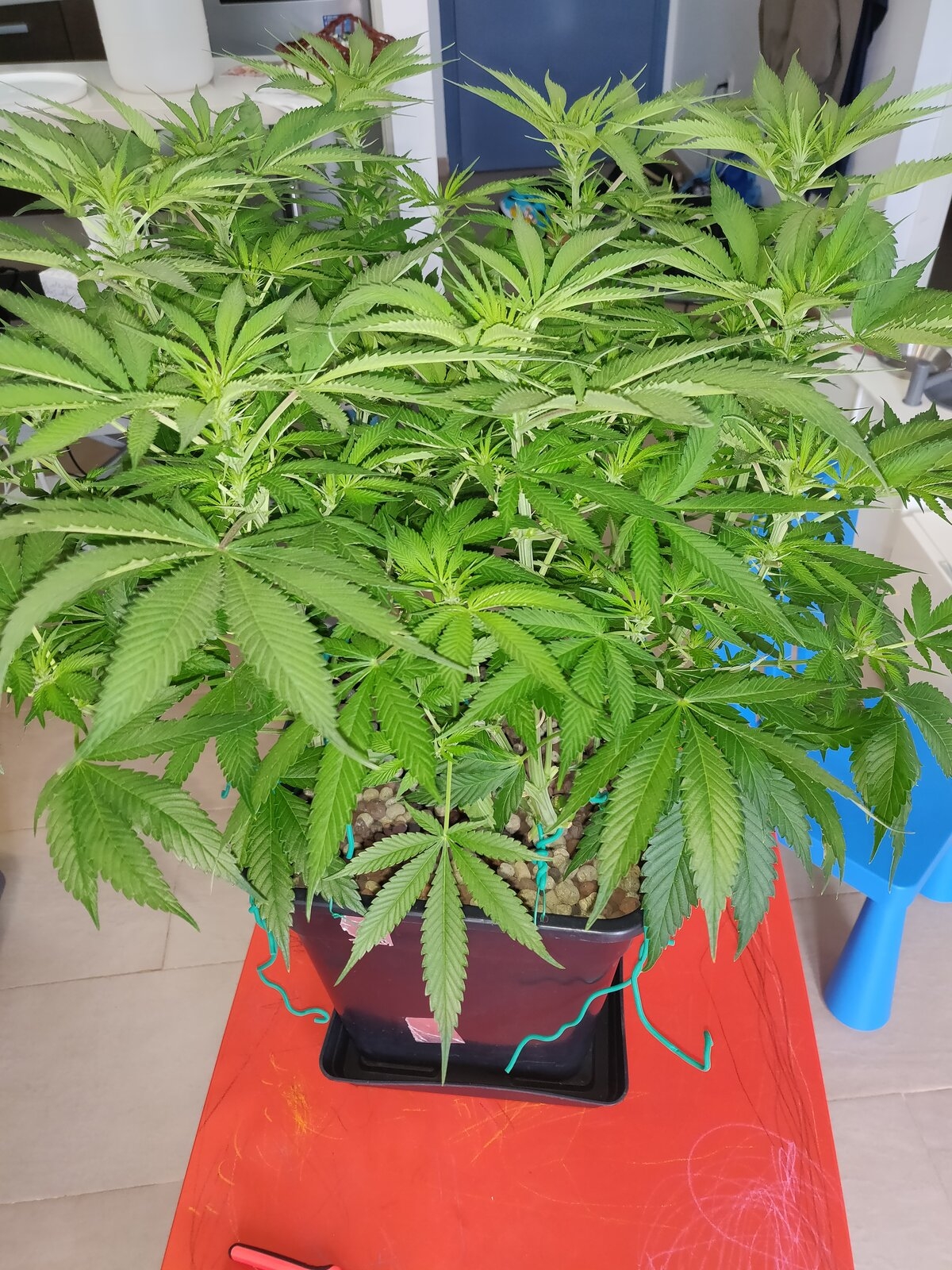 GG Day 14 of flower 1.jpg