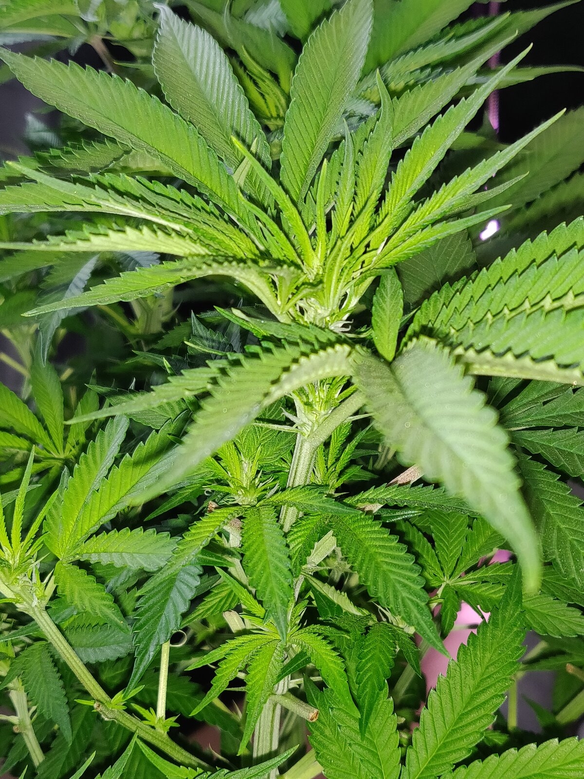 GG Day 14 of flower 3.jpg