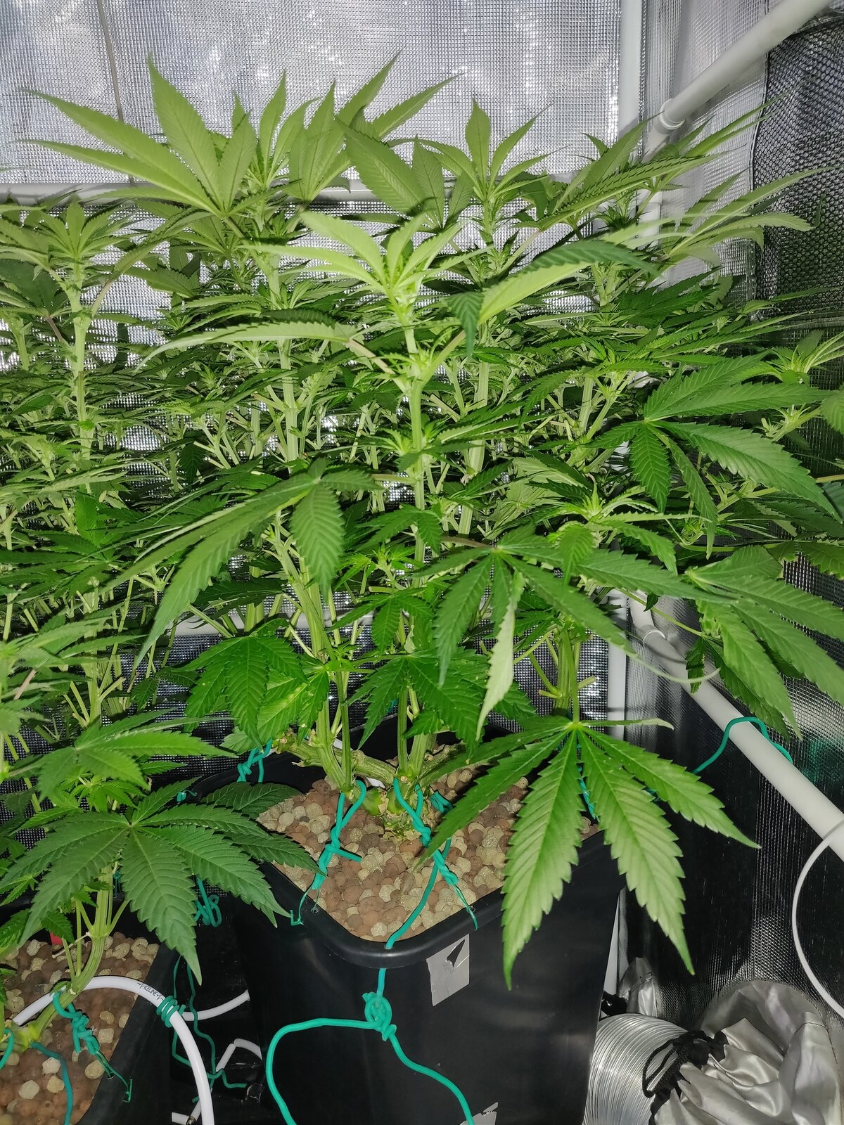 GG Day 16 of flower 1.jpg