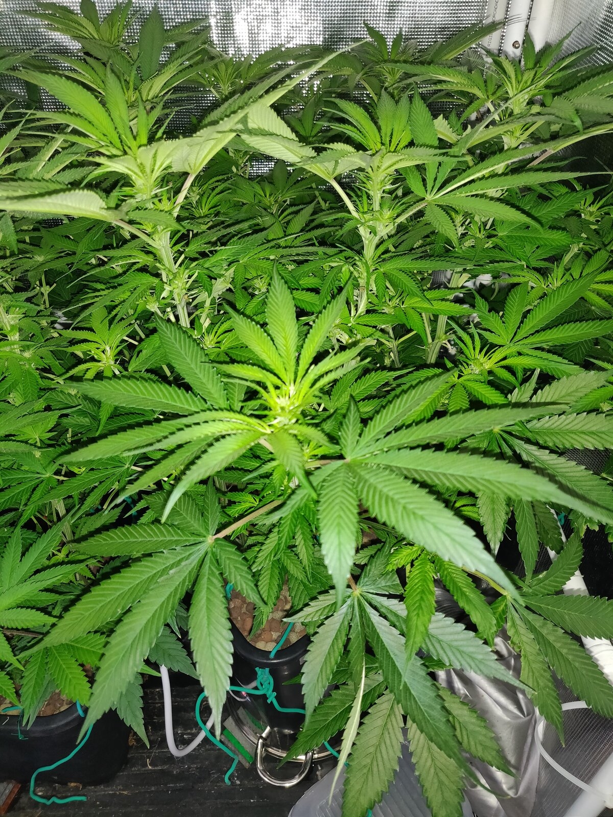 GG Day 16 of flower 2.jpg