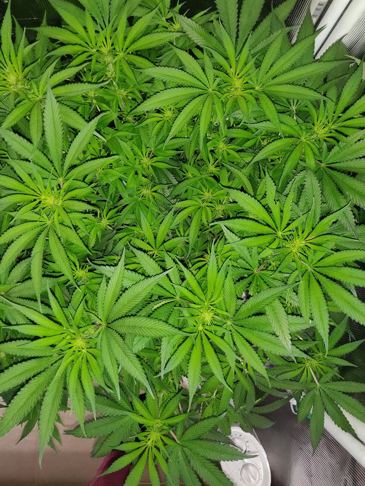 GG Day 16 of flower 3.jpg