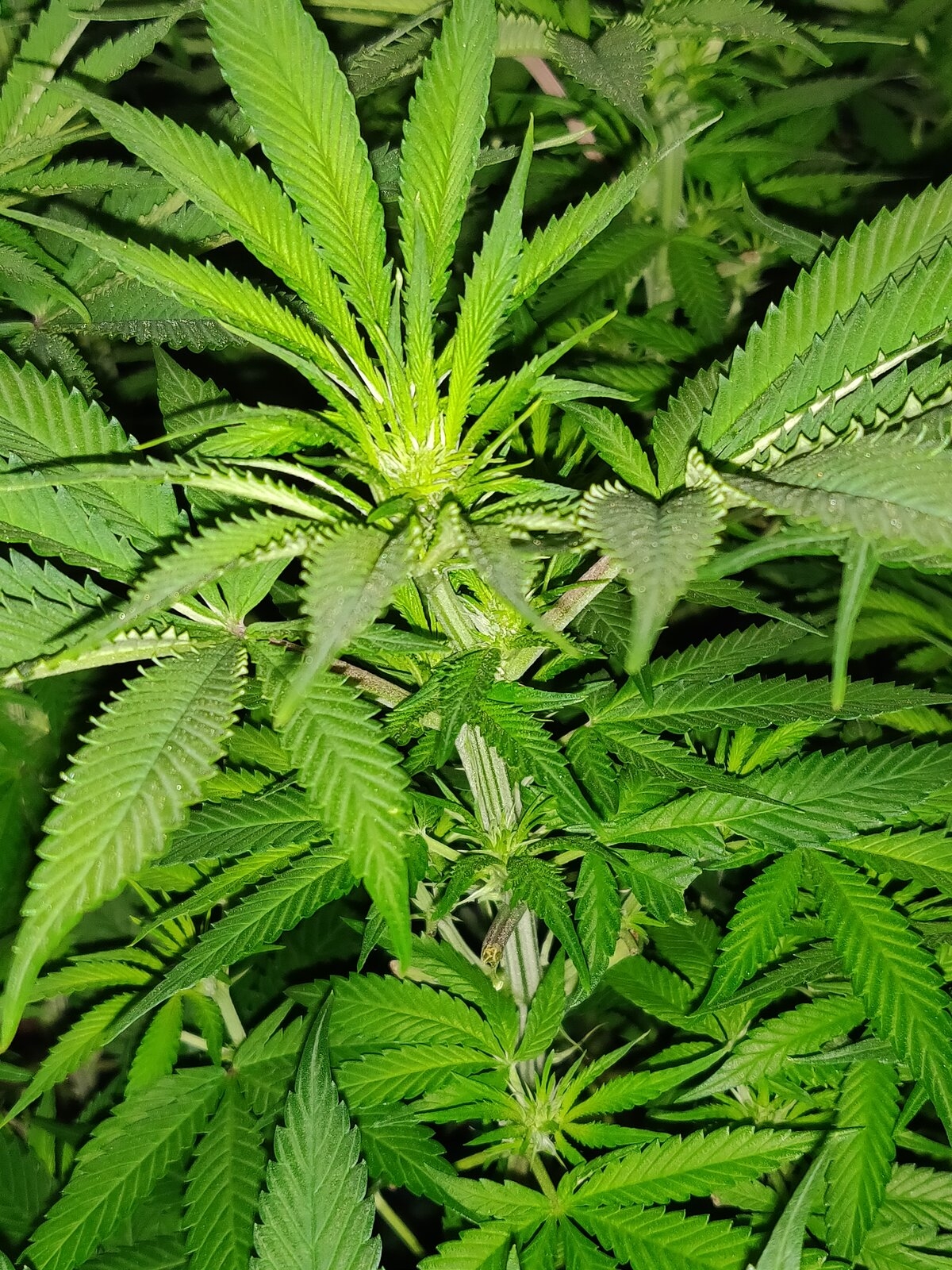 GG Day 16 of flower 4.jpg