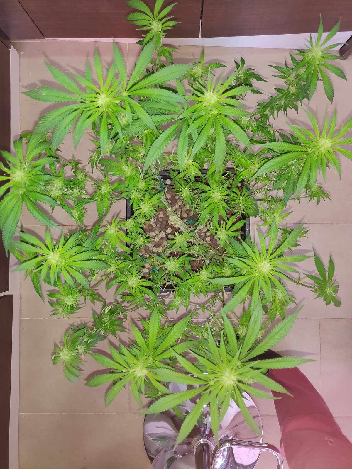 GG Day 20 of flower - after schwazzing 3.jpg