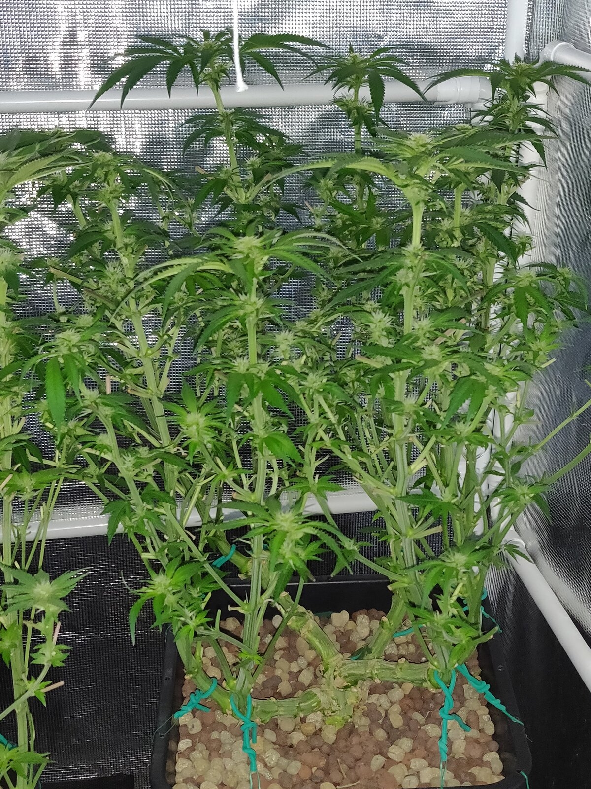 GG Day 20 of flower - after schwazzing 4.jpg