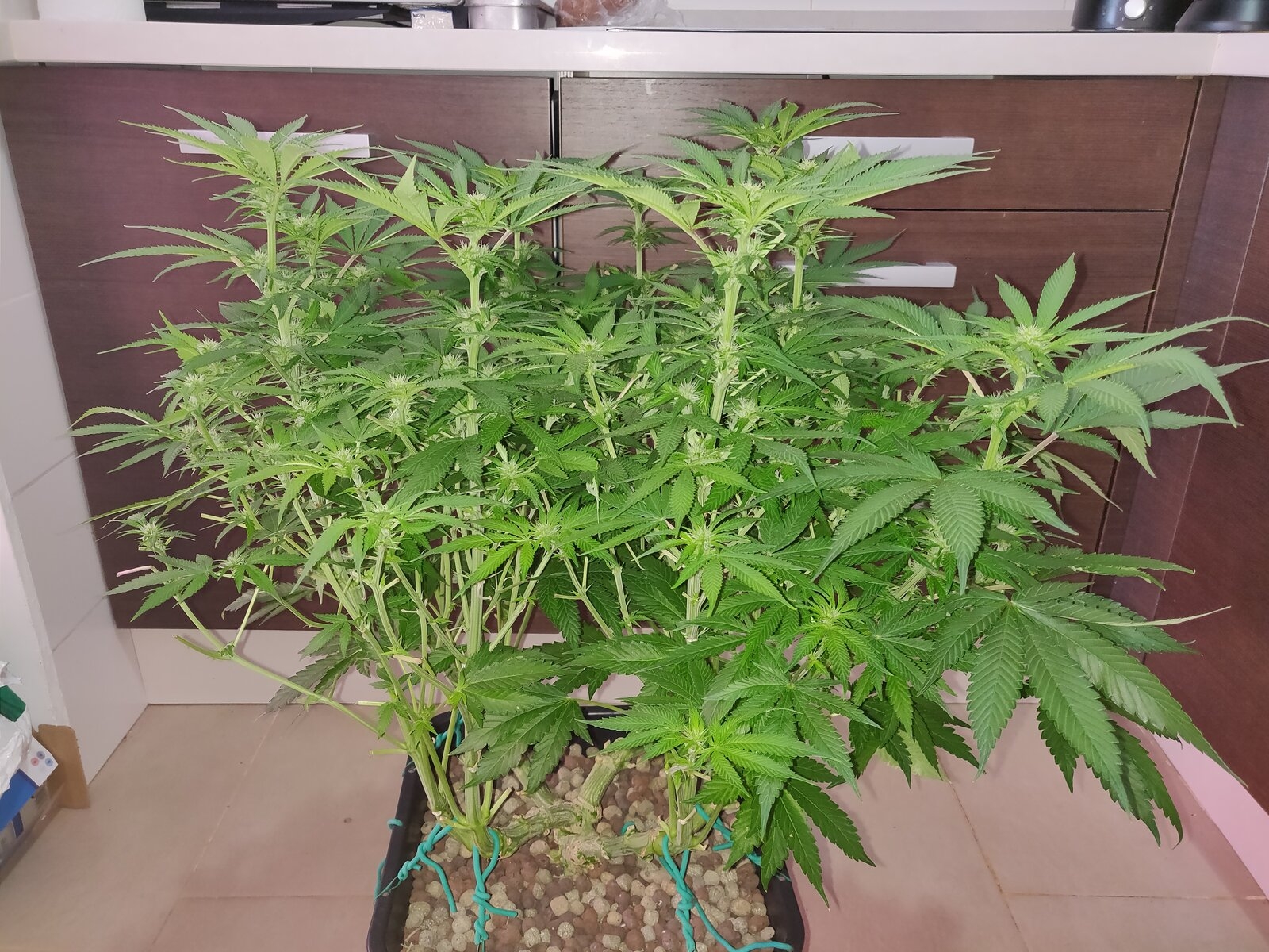 GG Day 20 of flower - before schwazzing 1.jpg