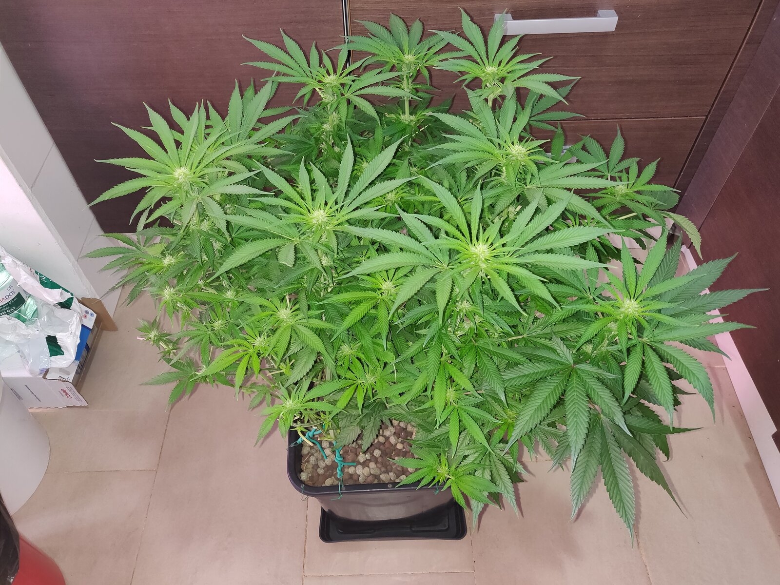 GG Day 20 of flower - before schwazzing 2.jpg