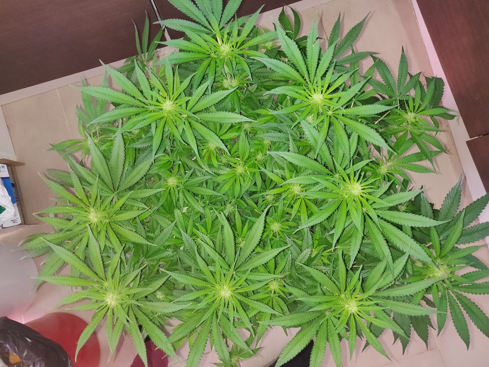 GG Day 20 of flower - before schwazzing 3.jpg