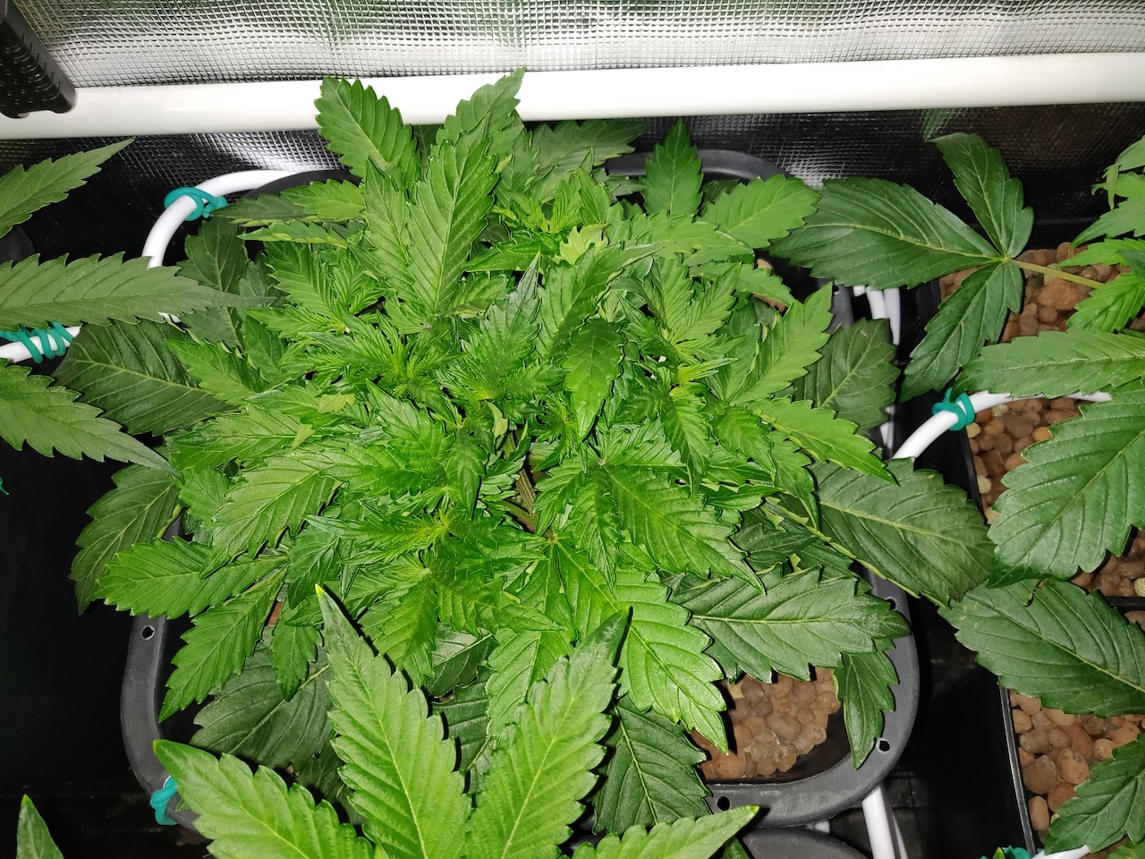 GG day 20 - Veg.jpg