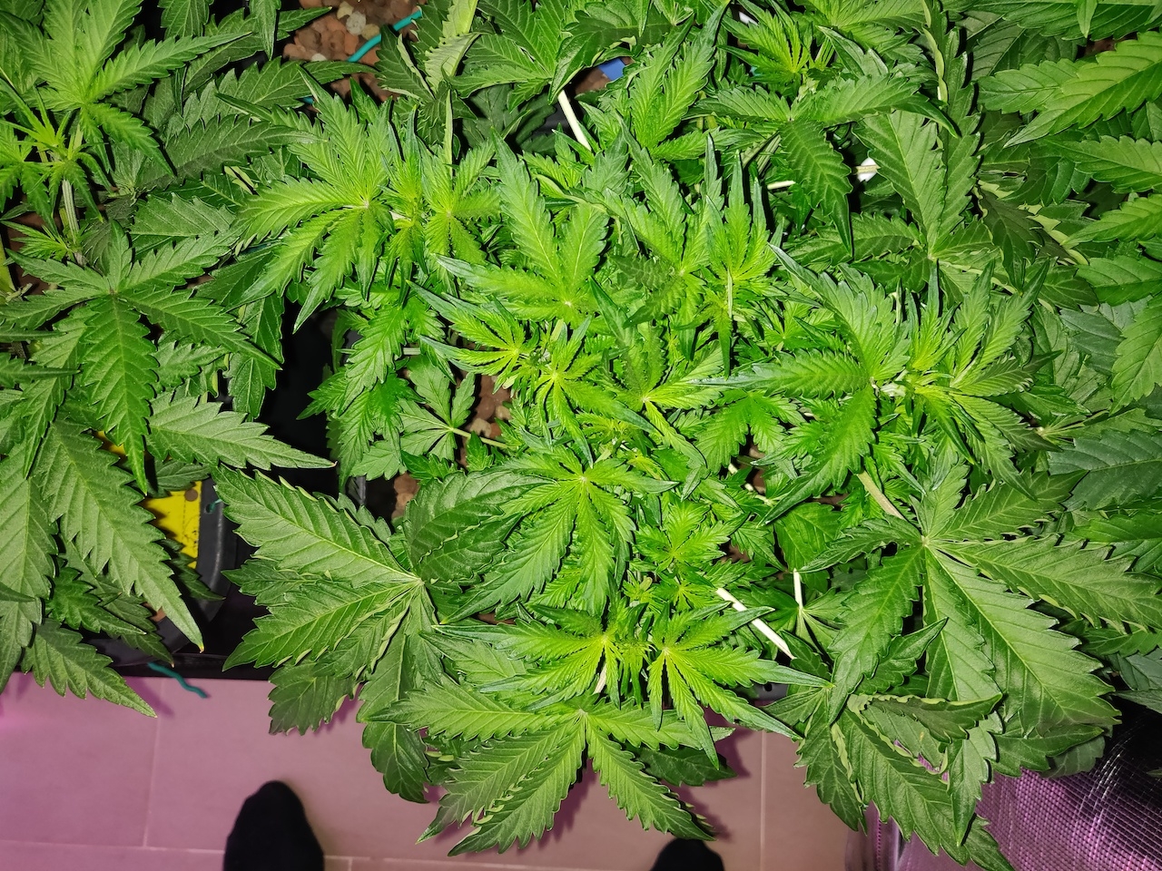 GG day 26 - Veg 1.jpg