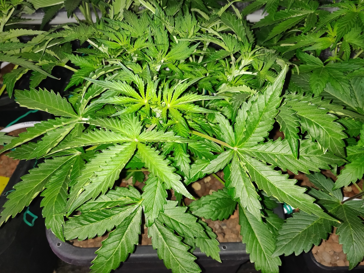 GG day 26 - Veg 2.jpg