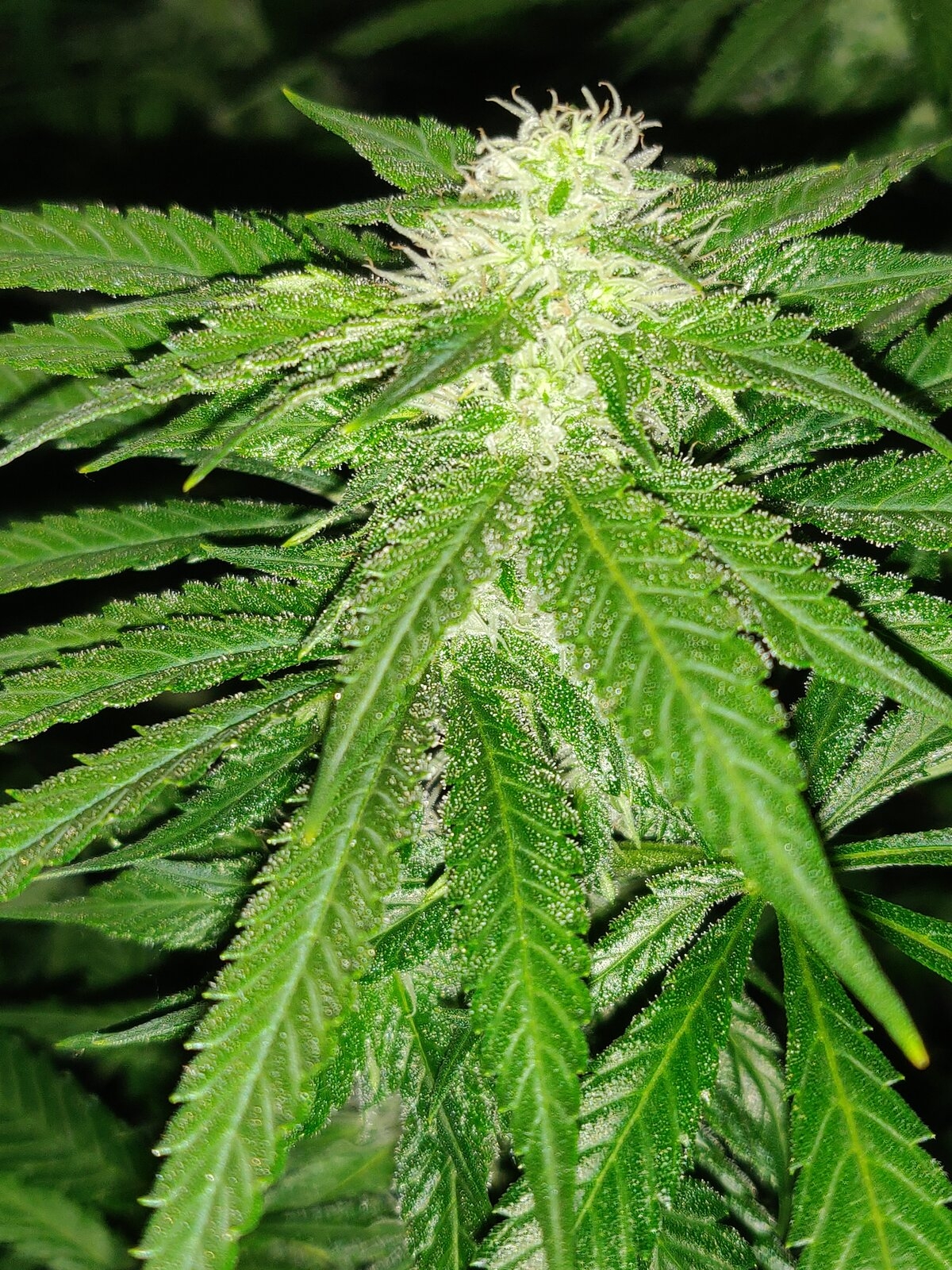 GG Day 29 of flower 2.jpg