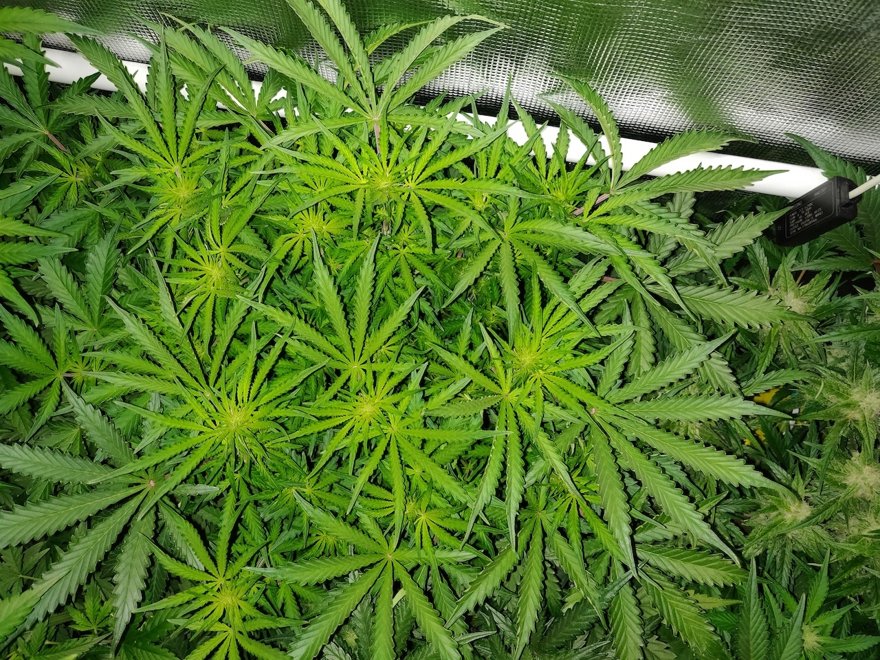 GG day 39 - Flower 2.jpg