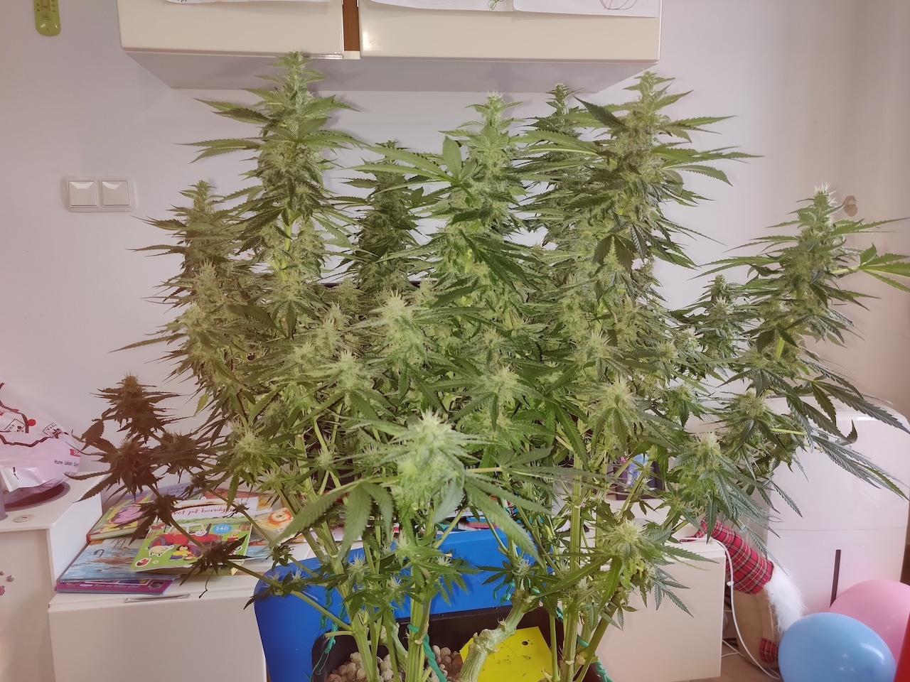 GG Day 40 of flower - before defoliation 1.jpg