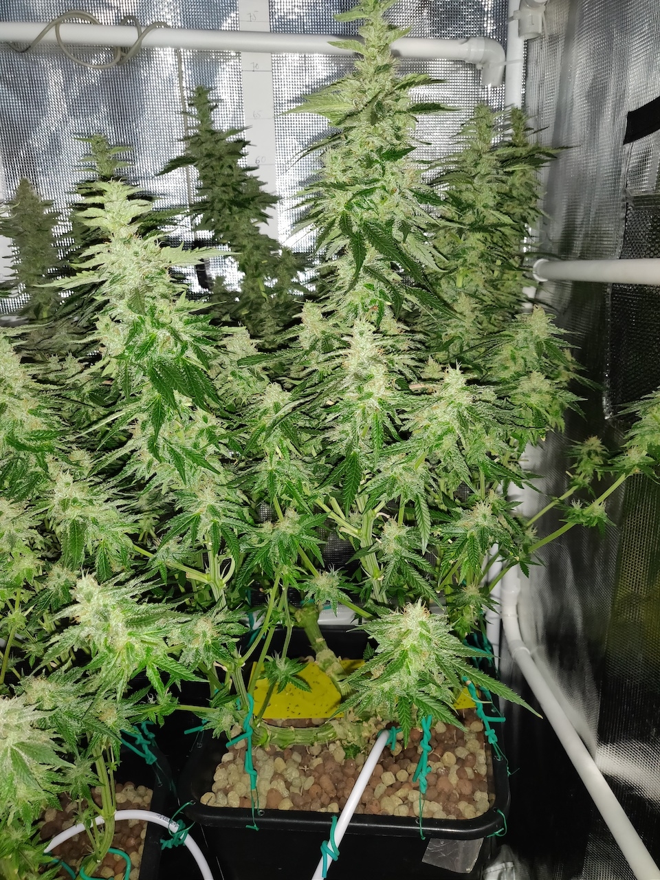 GG Day 46 of flower 1.jpg