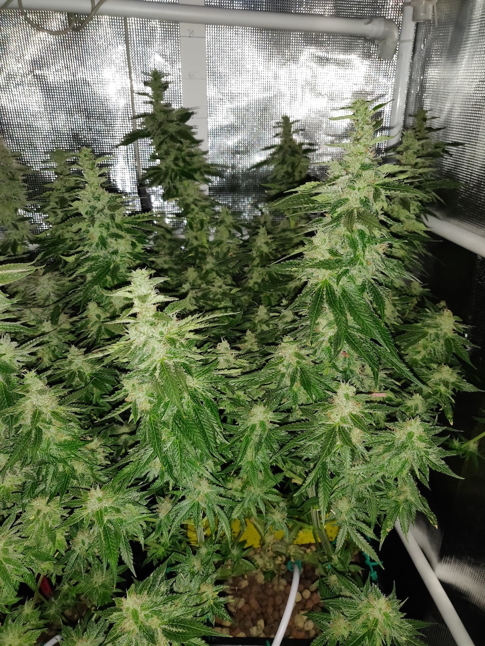 GG Day 46 of flower 2.jpg