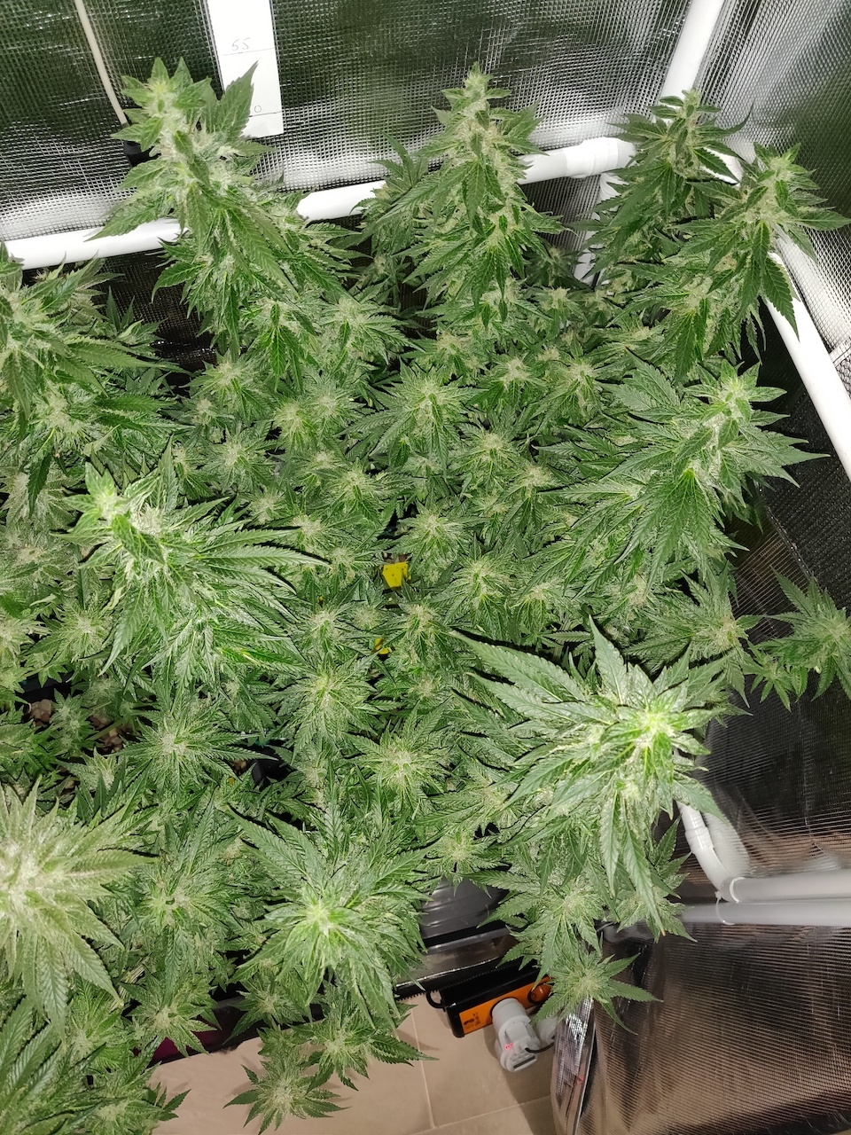 GG Day 46 of flower 3.jpg