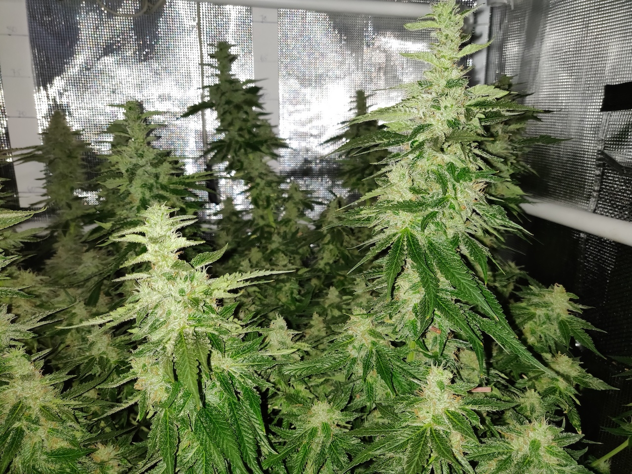 GG Day 46 of flower 4.jpg