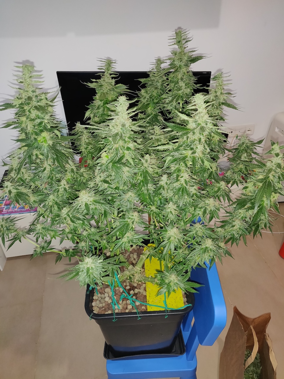 GG Day 48 of flower 1.jpg