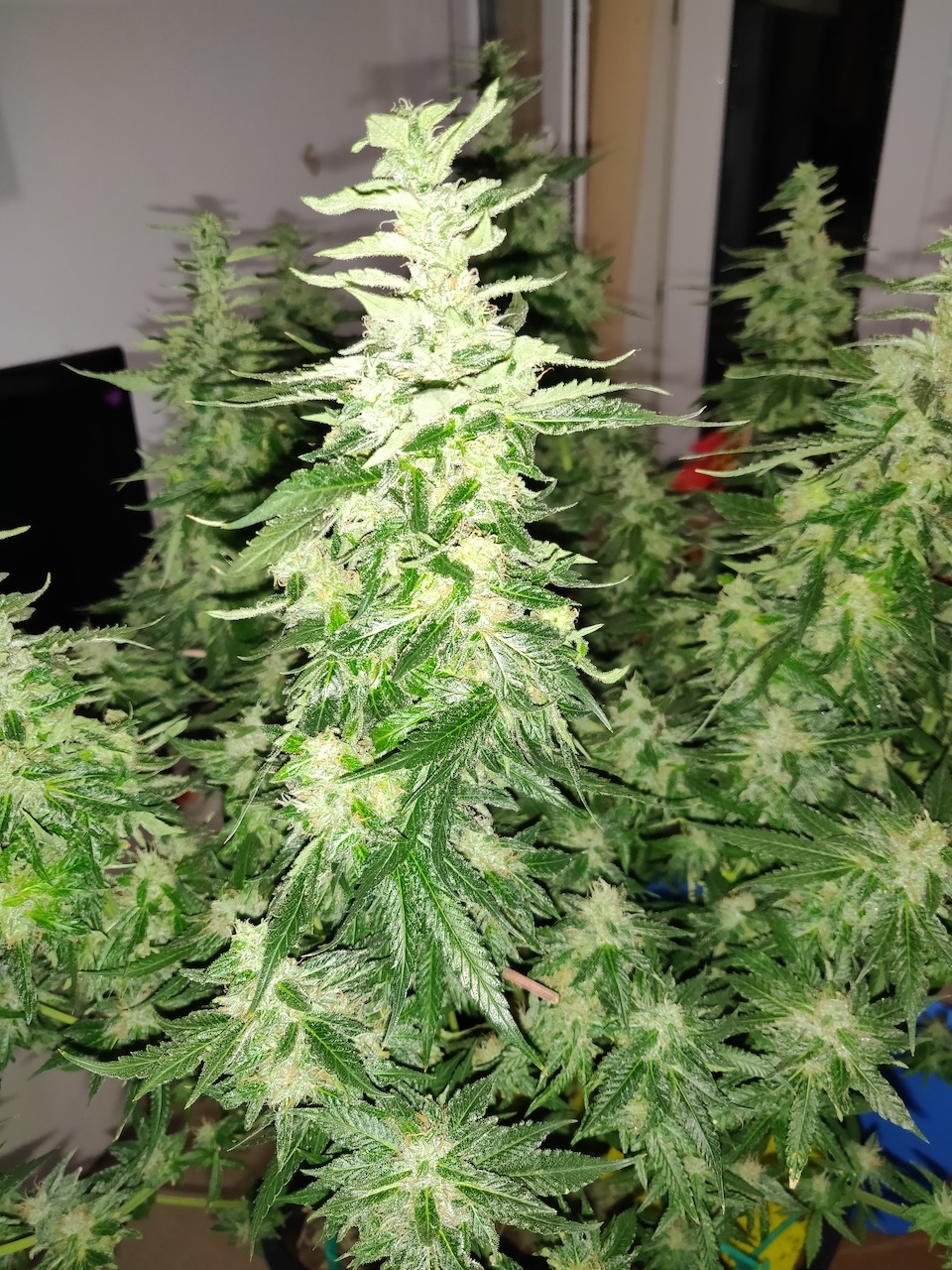 GG Day 48 of flower 2.jpg