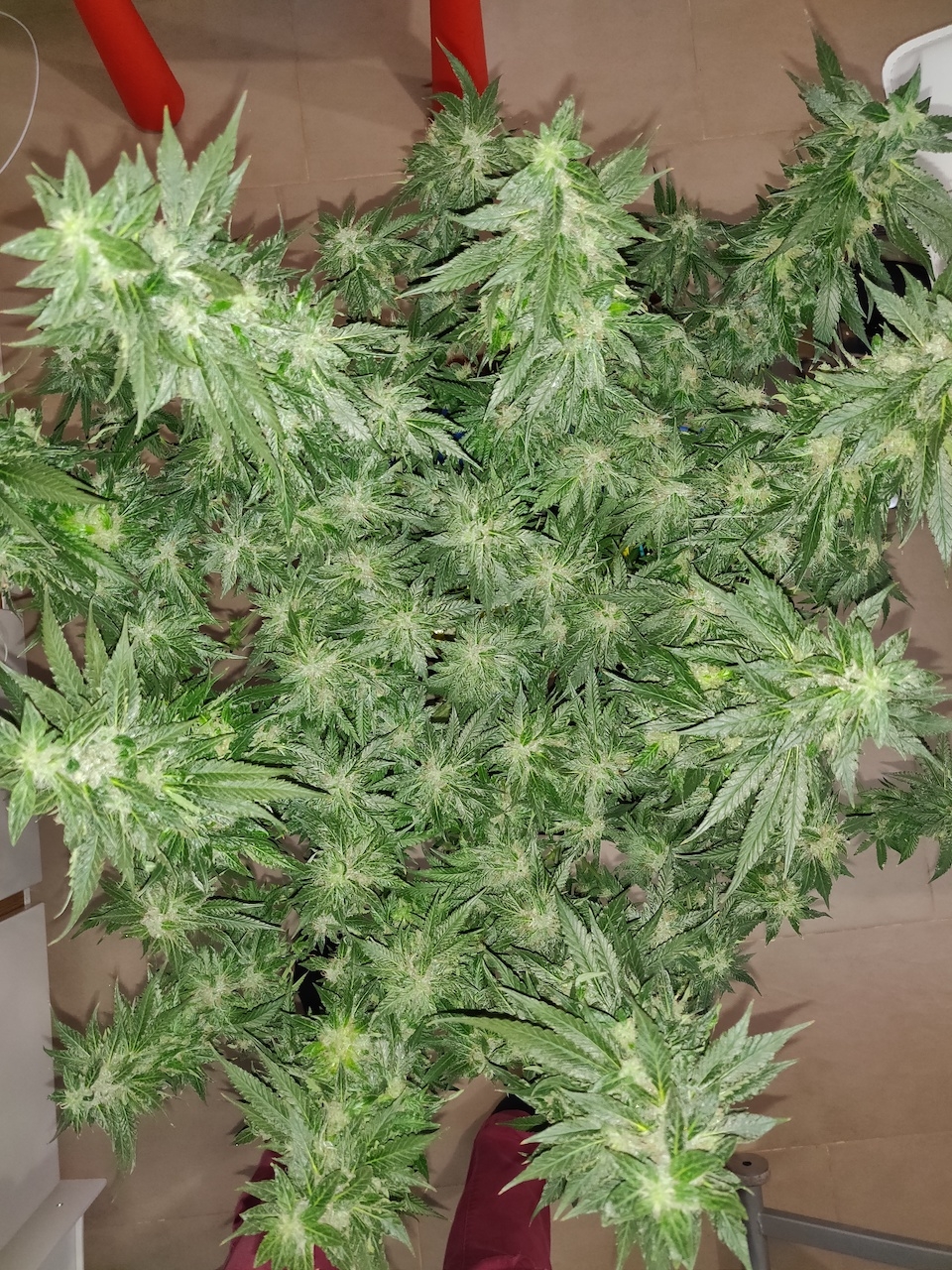 GG Day 48 of flower 3.jpg