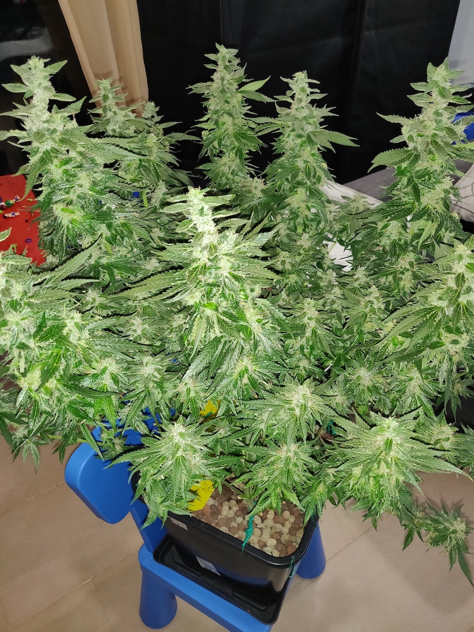 GG Day 48 of flower 5.jpg