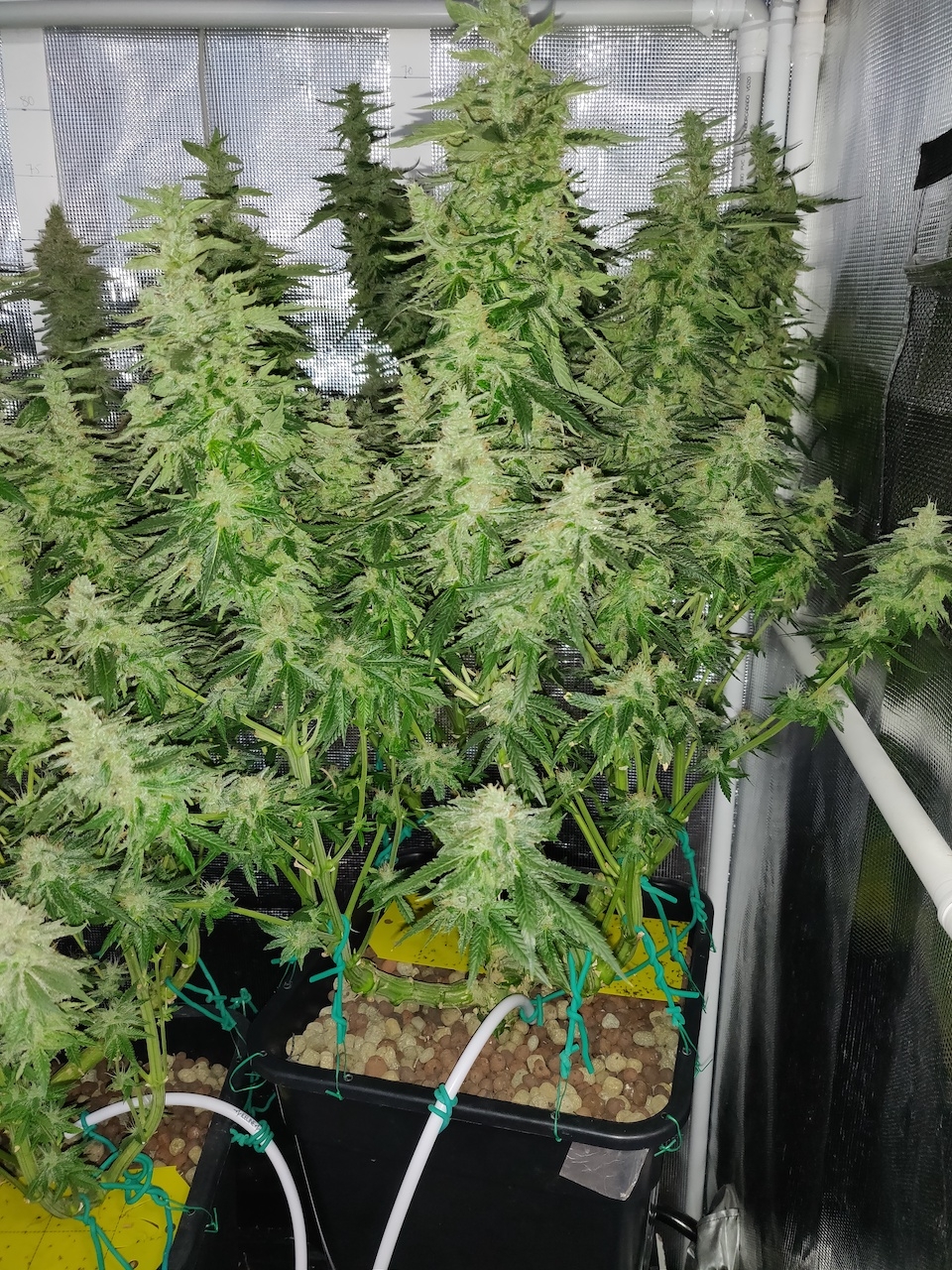 GG Day 53 of flower 1.jpg