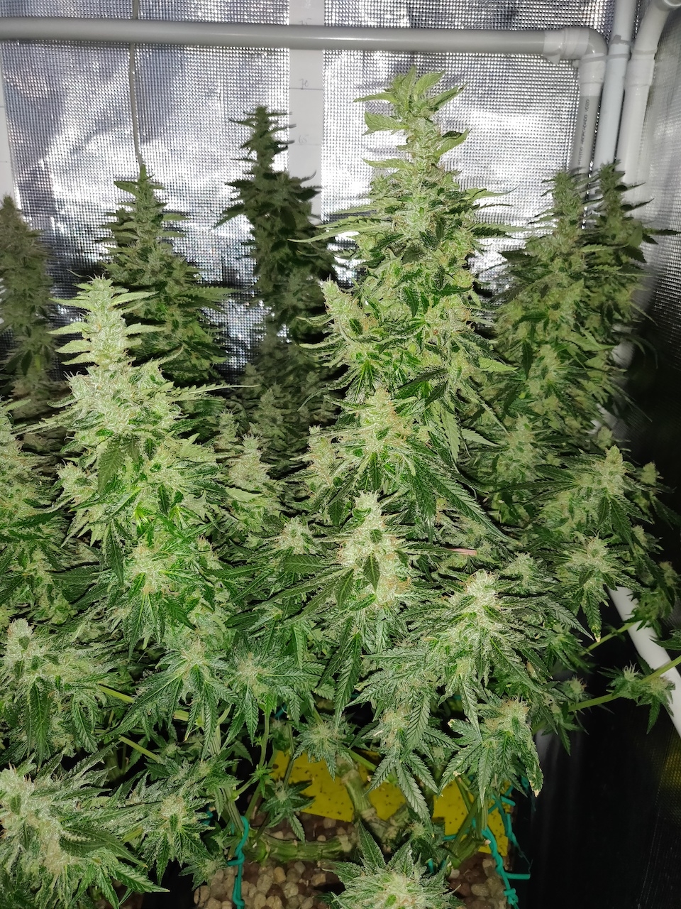 GG Day 53 of flower 2.jpg