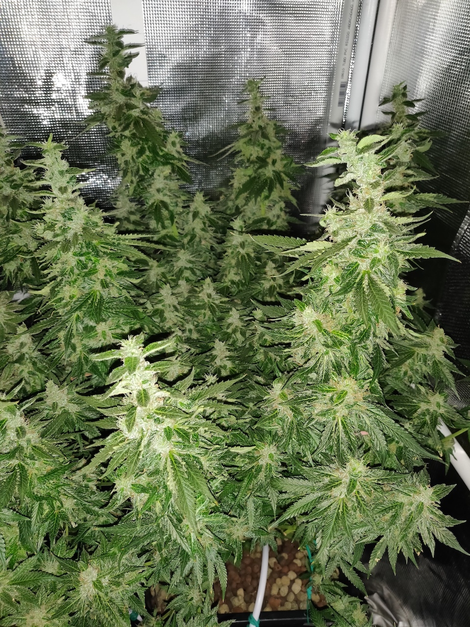 GG Day 53 of flower 3.jpg