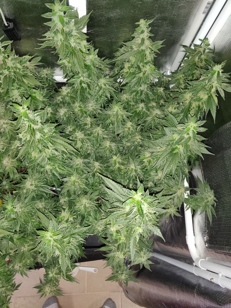 GG Day 53 of flower 4.jpg