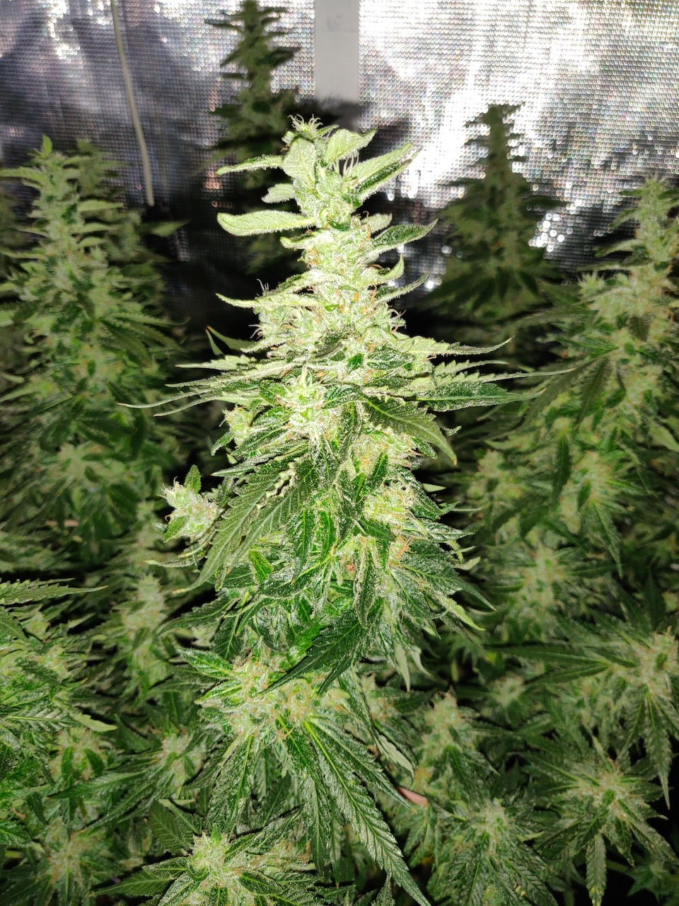 GG Day 53 of flower 5.jpg