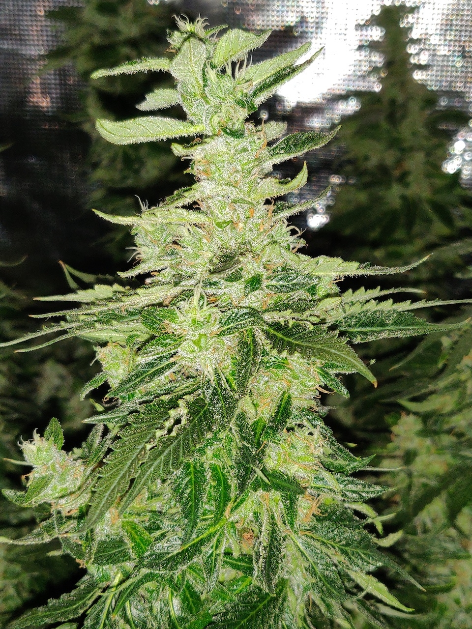 GG Day 53 of flower 6.jpg