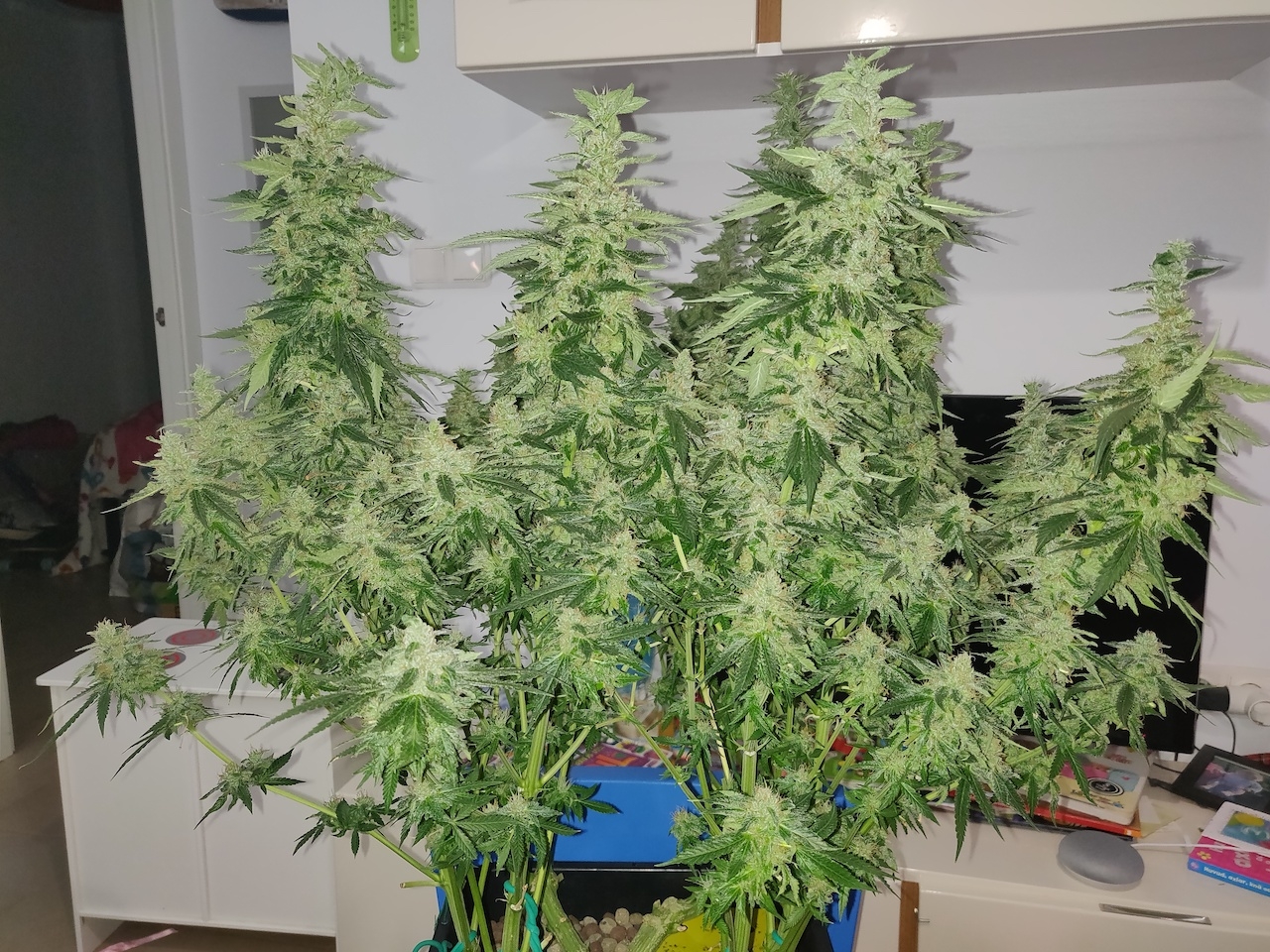 GG Day 55 of flower 1.jpg