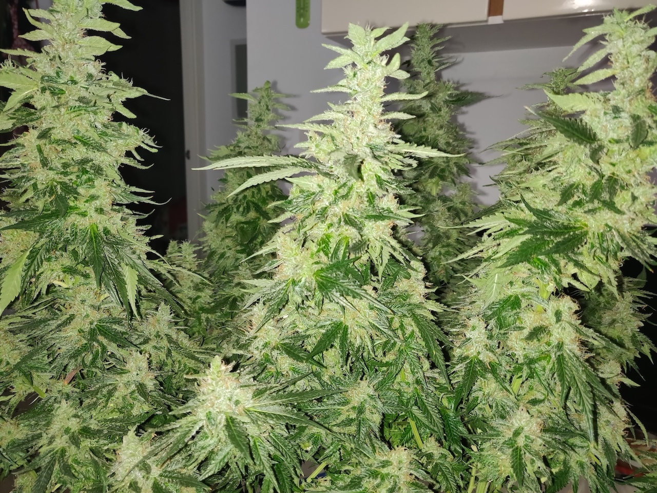 GG Day 55 of flower 2.jpg