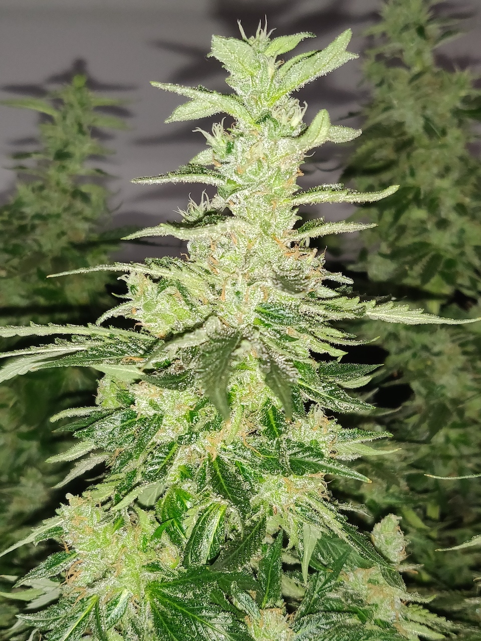 GG Day 55 of flower 4.jpg