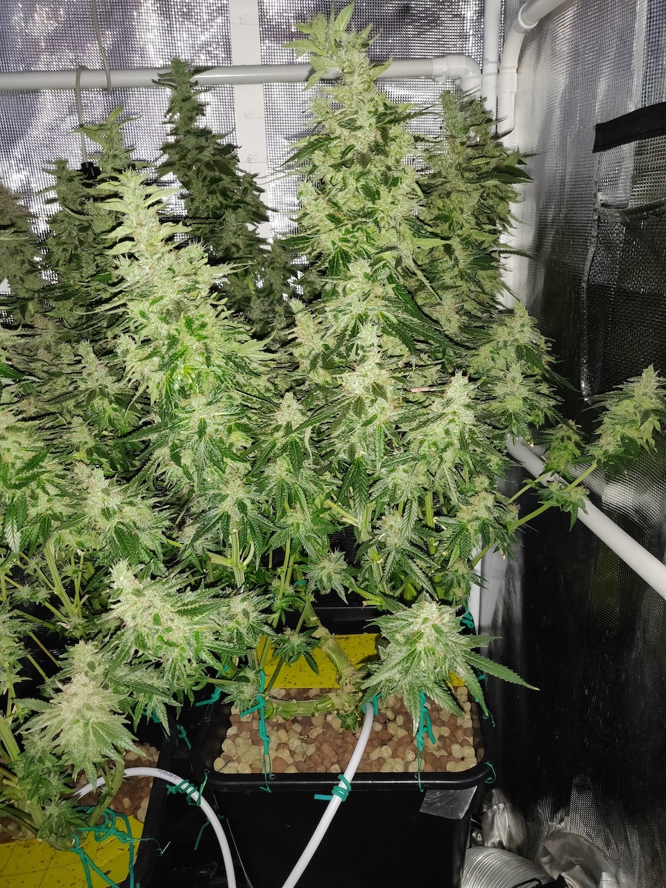 GG Day 59 of flower 1.jpg